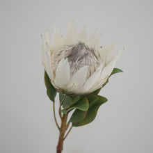 Load image into Gallery viewer, King Protea Artificial Silk Flower 73cm Stem PROTEA006-008
