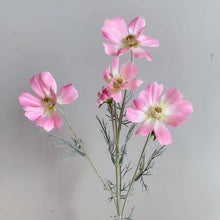 Load image into Gallery viewer, Cosmos Flower Artificial Silk 60cm 15 Colour Selections COSMO001-022
