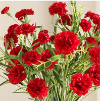 Load image into Gallery viewer, Carnation Artificial Silk Flowers Spray Stem 70cm CARNATION001-006
