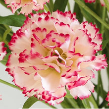 Load image into Gallery viewer, Carnation Artificial Silk Flowers Spray Stem 70cm CARNATION001-006
