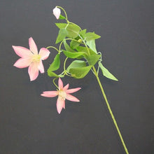 Load image into Gallery viewer, Clematis 70cm Artificial Silk Flowers Stem CLEMATIS001-004
