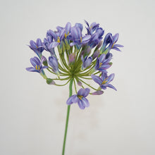 Load image into Gallery viewer, Agapanthus Flower Lily of The Nile Artificial Silk Flower Stem AGAPANTHUS001002
