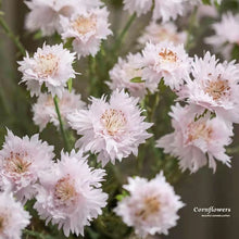 Load image into Gallery viewer, Cornflower 5 Heads Artificial Silk Flower 55cm Stem CORNFLOWER001-004
