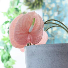 Load image into Gallery viewer, Anthuriums Artificial Silk Flowers Stem ANTHURIUM001-003
