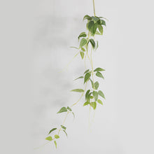 Load image into Gallery viewer, Clematis Leaf Artificial Silk Greenery 100cm Stem CLEMATISLEAF001
