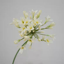 Load image into Gallery viewer, Agapanthus Flower Lily of The Nile Artificial Silk Flower Stem AGAPANTHUS001002
