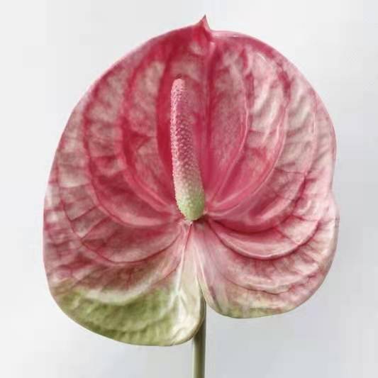 Anthuriums Artificial Silk Flowers Stem ANTHURIUM001-003