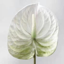 Load image into Gallery viewer, Anthuriums Artificial Silk Flowers Stem ANTHURIUM001-003
