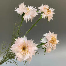 Load image into Gallery viewer, Cornflower 5 Heads Artificial Silk Flower 55cm Stem CORNFLOWER001-004
