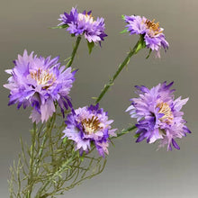 Load image into Gallery viewer, Cornflower 5 Heads Artificial Silk Flower 55cm Stem CORNFLOWER001-004
